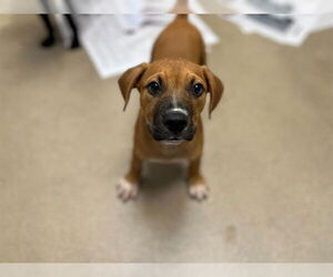 Boxer-Unknown Mix Dogs for adoption in Raleigh, NC, USA
