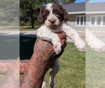 Small #1 Bernedoodle-Cavapoo (Miniature) Mix