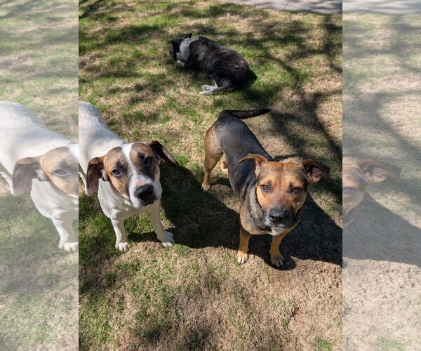 Medium Photo #4 Treeing Walker Coonhound-Unknown Mix Puppy For Sale in Green Forest, AR, USA