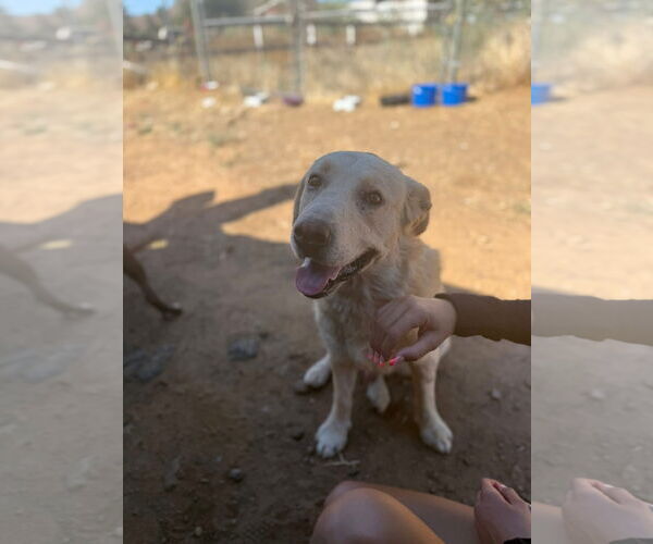 Medium Photo #4 Labrador Retriever-Unknown Mix Puppy For Sale in San Diego, CA, USA