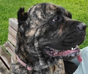 Mother of the Cane Corso puppies born on 04/26/2025