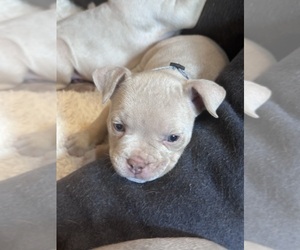 Medium American Bully