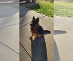 Small #1 German Shepherd Dog