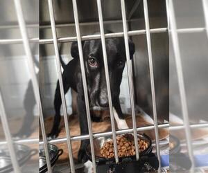 Labrador Retriever Dogs for adoption in Bakersfield, CA, USA