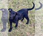 Small Photo #8 Labrador Retriever-Unknown Mix Puppy For Sale in Hillsboro, MO, USA