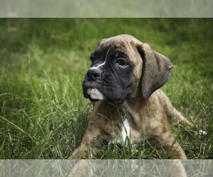 Boxer Puppy for sale in SHIPSHEWANA, IN, USA
