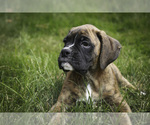 Image preview for Ad Listing. Nickname: Rhett