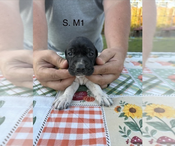 Medium Photo #15 German Shorthaired Pointer Puppy For Sale in ARGONNE, WI, USA