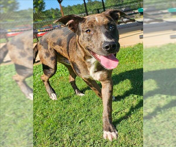 Medium Photo #1 Catahoula Leopard Dog-Unknown Mix Puppy For Sale in Grovetown, GA, USA