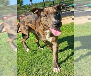 Catahoula Leopard Dog-Unknown Mix Dogs for adoption in Grovetown, GA, USA