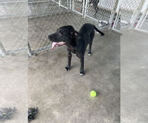 American Pit Bull Terrier-Labrador Retriever Mix Dogs for adoption in Pryor, OK, USA