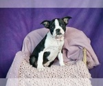 Small #7 Boston Terrier