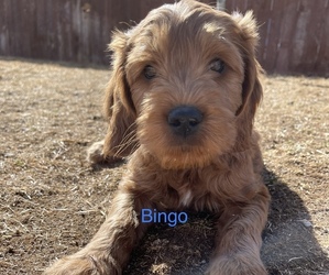 Goldendoodle (Miniature) Puppy for sale in RIVERTON, WY, USA