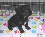 Small #10 YorkiePoo