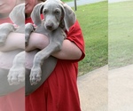 Small Photo #24 Weimaraner Puppy For Sale in WHITE HALL, AR, USA