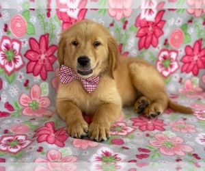 Golden Retriever Puppy for sale in LANCASTER, PA, USA