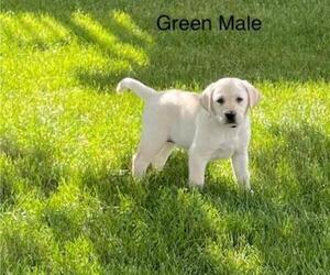 Labrador Retriever Puppy for sale in Tekonsha, MI, USA