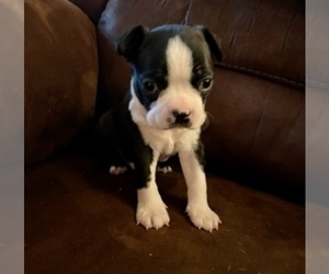 Boston Terrier Puppy for sale in WASHBURN, MO, USA