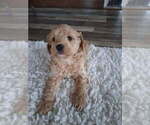 Small #4 Goldendoodle mix (+ Poodle Miniature)