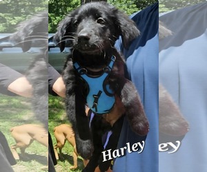 Dachshund-Unknown Mix Dogs for adoption in Wakefield, RI, USA