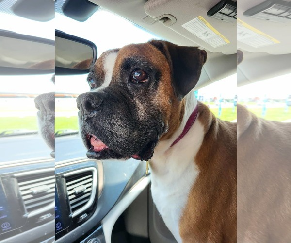 Medium Photo #3 Boxer Puppy For Sale in Burnsville, MN, USA