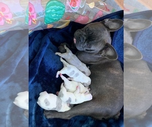 Mother of the French Bulldog puppies born on 02/03/2022