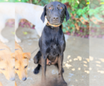 Small #3 Labrador Retriever Mix