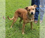 Small #4 Labrador Retriever Mix