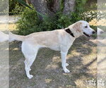 Small #2 Labrador Retriever Mix