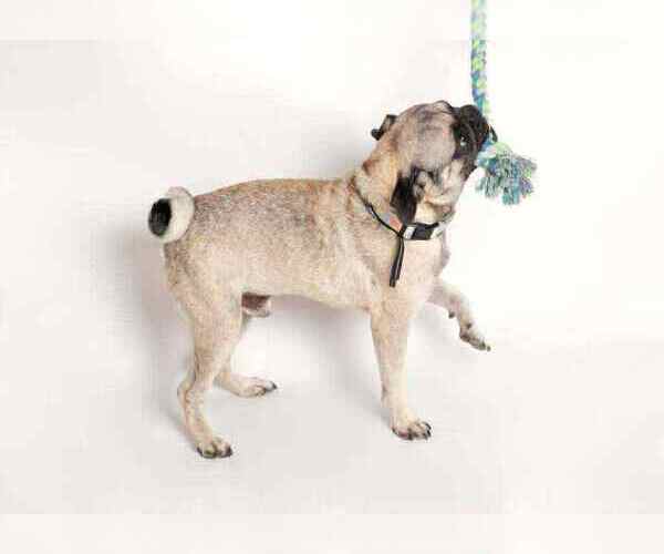 Medium Photo #4 Pug Puppy For Sale in Oak Bluffs, MA, USA