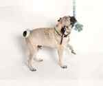 Small #3 Pug