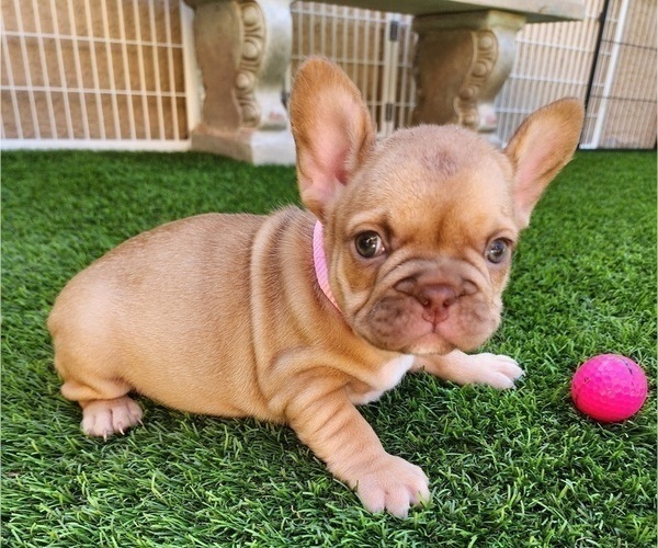 Medium Photo #5 French Bulldog Puppy For Sale in LAS VEGAS, NV, USA