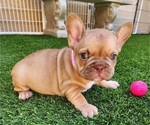 Small #4 French Bulldog