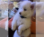 Small Photo #2 Pomsky Puppy For Sale in CORAL GABLES, FL, USA