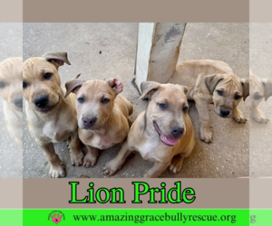 Bulldog-Labrador Retriever Mix Dogs for adoption in Pensacola, FL, USA