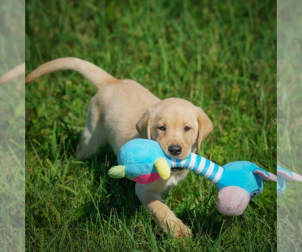 Medium Photo #8 Labrador Retriever Puppy For Sale in FRESNO, OH, USA