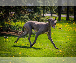 Mother of the Great Dane puppies born on 03/16/2025