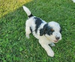 Small #12 Miniature Bernedoodle