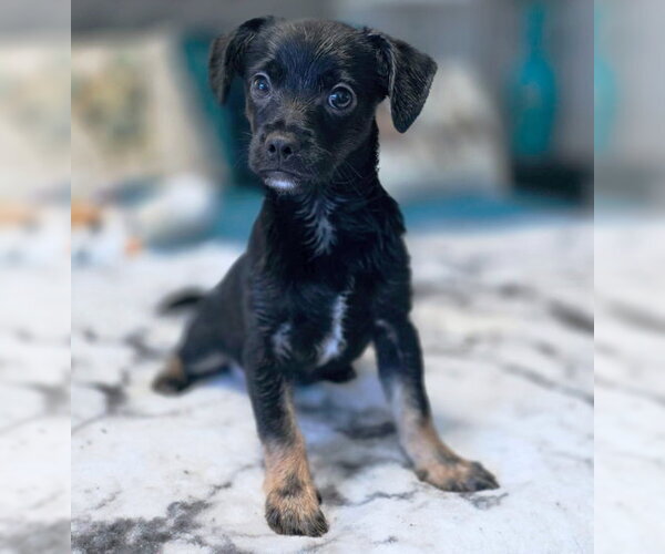 Medium Photo #7 Chiweenie Puppy For Sale in Chino Hills, CA, USA