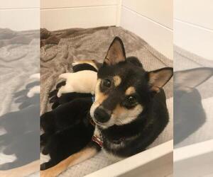 Mother of the Shiba Inu puppies born on 06/27/2022