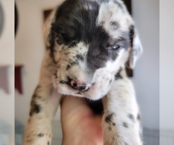 Medium Photo #5 Daniff-Neapolitan Mastiff Mix Puppy For Sale in MONTEVIEW, ID, USA