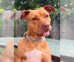 Small #6 Boxer Mix