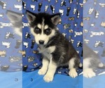 Small Photo #3 Siberian Husky Puppy For Sale in DEARBORN, MO, USA