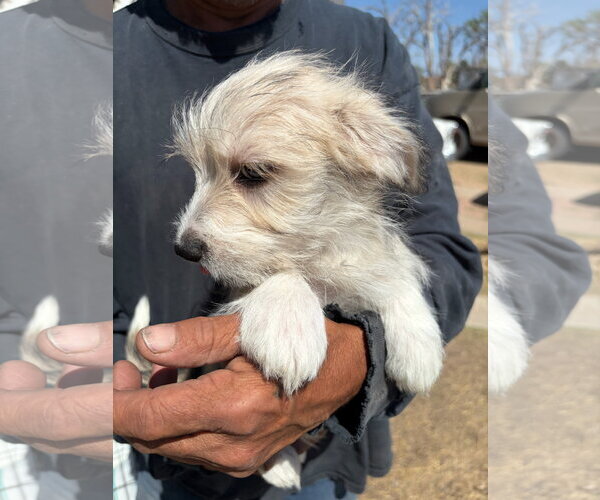 Medium Photo #2 Dachshund-Unknown Mix Puppy For Sale in Grafton, WI, USA