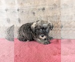 Litter of 8 - Male(s) and Female(s) Schnauzer (Miniature)Litter of Puppies for Sale - Photo #3