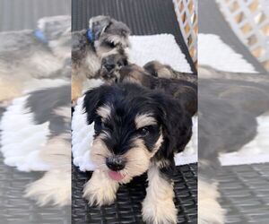 Schnauzer (Miniature) Puppy for Sale in FREEPORT, New York USA