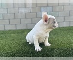 Small Photo #14 French Bulldog Puppy For Sale in PORTOLA VALLEY, CA, USA