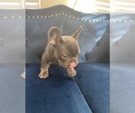 Small Photo #10 French Bulldog Puppy For Sale in SOUTHLAKE, TX, USA