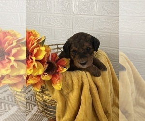 Golden Mountain Doodle  Puppy for sale in GRAND BLANC, MI, USA