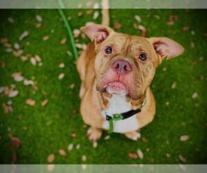 Mutt Dogs for adoption in Orlando, FL, USA